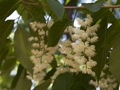 Pterostyrax hispida Styrakowiec japoński